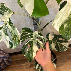 斑入りモンステラ（ボルシギアナ）の画像