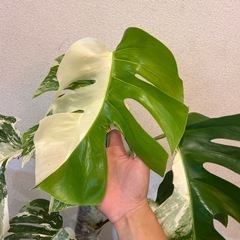 斑入りモンステラ（ボルシギアナ）の画像