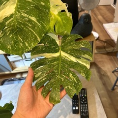 斑入りモンステラ（タイコンステレーション）の画像