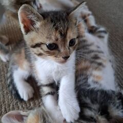 子猫５匹　1.3の子はトライアル決まりましたので一旦募集中…