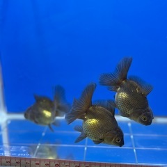 ⭐︎決まりました⭐︎3匹⭐︎ブラックローズテールオランダの画像