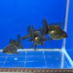 ⭐︎決まりました⭐︎3匹⭐︎ブラックローズテールオランダの画像