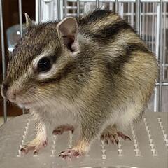 シマリス🐿️女の子🎀