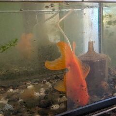 金魚一匹です。水槽一式もご希望であればお譲りします。の画像