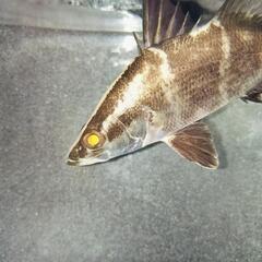 引き取り限定 アカメ 約15cm 片目怪我 人工餌ok 熱帯魚 古代魚の画像