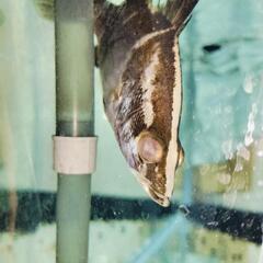 引き取り限定 アカメ 約15cm 片目怪我 人工餌ok 熱帯魚 古代魚の画像