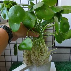 水草　ウォーターコインの画像