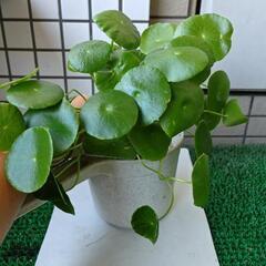 水草　ウォーターコインの画像