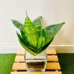サンスベリア　ハニー　観葉植物　ハイドロカルチャーの画像