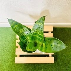 サンスベリア　ハニー　観葉植物　ハイドロカルチャーの画像