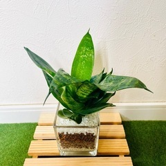 サンスベリア　ハニー　観葉植物　ハイドロカルチャーの画像