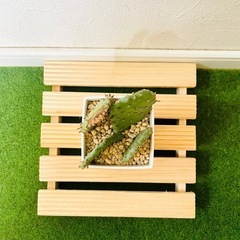オプンチア　ウチワサボテン　多肉植物　鉢植え　そのまま飾れる　無機質の土【Ｂ】の画像