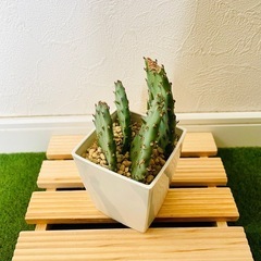 オプンチア　ウチワサボテン　多肉植物　鉢植え　そのまま飾れる　無機質の土【Ｂ】の画像