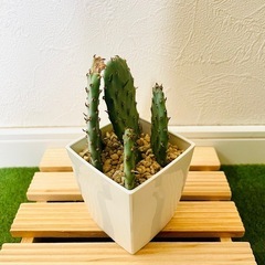 オプンチア　ウチワサボテン　多肉植物　鉢植え　そのまま飾れる　無機質の土【Ｂ】の画像