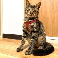 あなたの膝の上が、この子のいちばん安心できる場所になります