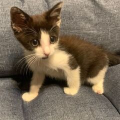 幸せを呼ぶ、かぎしっぽちゃんです。