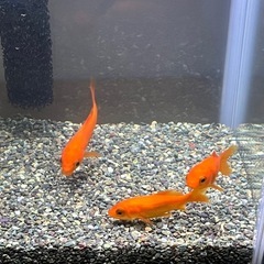 金魚　3匹の画像