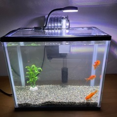 金魚　3匹の画像