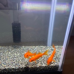 金魚　3匹の画像