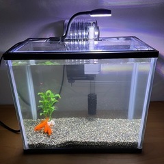 金魚　3匹の画像