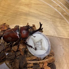 クワガタ❗️（カブトムシ終了）の画像