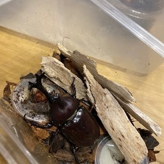 クワガタ❗️（カブトムシ終了）の画像