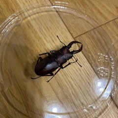 クワガタ❗️（カブトムシ終了）の画像
