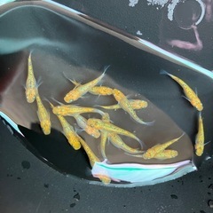 メダカ　クリアブラウンラメの画像