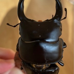 山梨県　オオクワガタの幼虫の画像