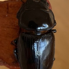 山梨県　オオクワガタの幼虫の画像
