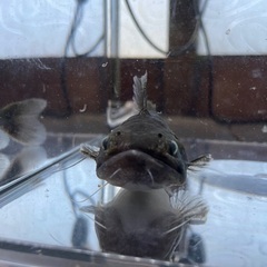 バトラクスキャットの画像