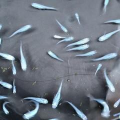 しずくメダカ若魚10匹③の画像