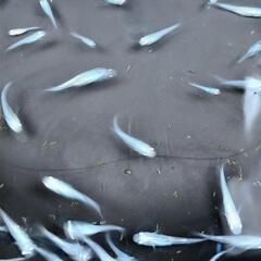 しずくメダカ若魚10匹③の画像