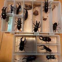 県内採取　ミヤマクワガタ　　ノコギリクワガタの画像