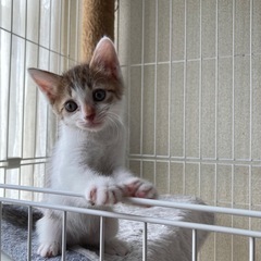 トノくん♂ − 岐阜県