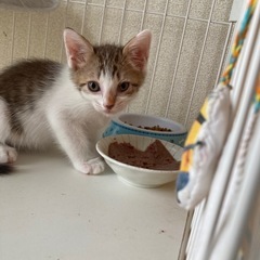 トノくん♂ - 猫