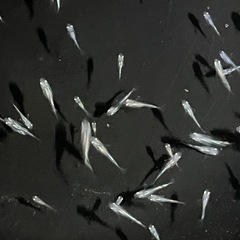 幹之メダカ鉄仮面フルボディ　若魚の画像