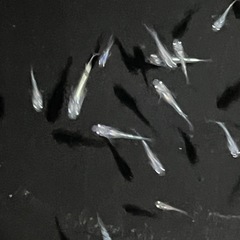 幹之メダカ鉄仮面フルボディ　若魚の画像
