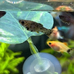 🐠モーリー　プラティ　シュリンプ🦞の画像