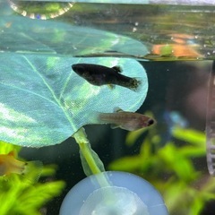 🐠モーリー　プラティ　シュリンプ🦞の画像