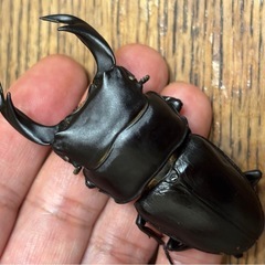 ◆国産オオクワガタ「ホワイトアイ」♂♀使用済ペア◆の画像