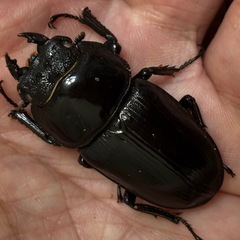 ◆国産オオクワガタ「ホワイトアイ」♂♀使用済ペア◆の画像