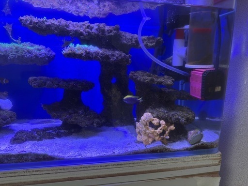 海水魚 水槽 一式