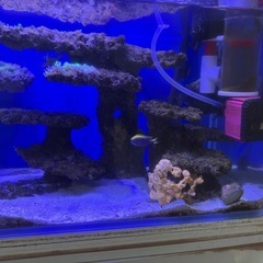 海水魚 水槽 一式の画像