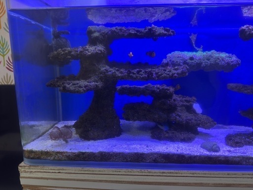 海水魚 水槽 一式