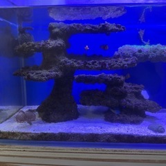 海水魚 水槽 一式の画像