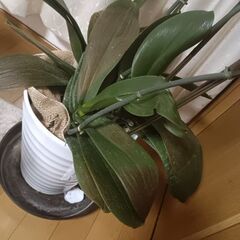 【胡蝶蘭3本立て　来年のために】の画像