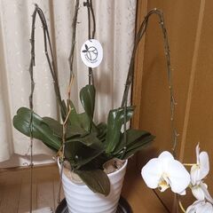 【胡蝶蘭3本立て　来年のために】の画像