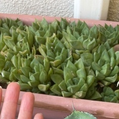 アガベの画像