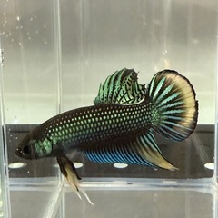 ベタ　インベリス　グリーンイエロー　ペアの画像